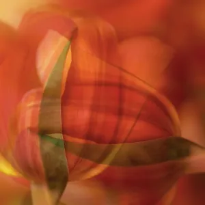 Orange tulip abstract Orange tulip abstract