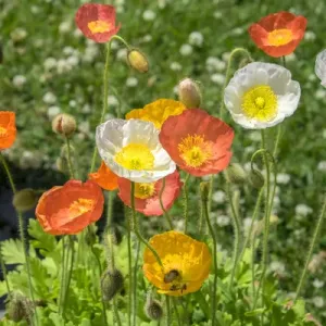 Orange and white poppies, USA