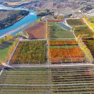 Central Otago Orchards Print Central Otago Orchards Print