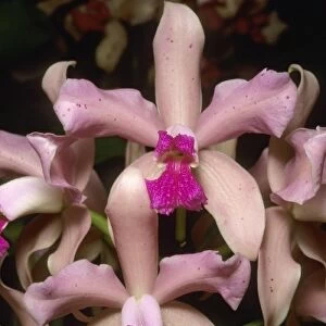 Orchid, (Cattleya amethystoglossa), Eastern Brazil