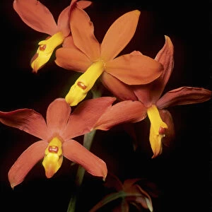 Orchid, (Encyclia vitellina), Guatemala highlands