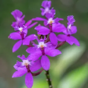 Epidendrum Orchid Print Epidendrum Orchid Print