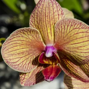 Orchids at the faturday farmers market Honolulu, Oahu, Hawaii Orchids at the faturday farmers market Honolulu, Oahu, Hawaii