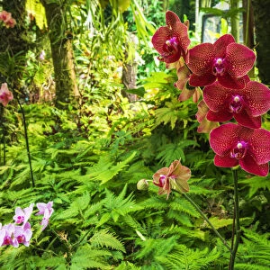 Orchids at the Hawaii Tropical Botanical Garden, Hamakua Coast, Big Island, Hawaii, USA