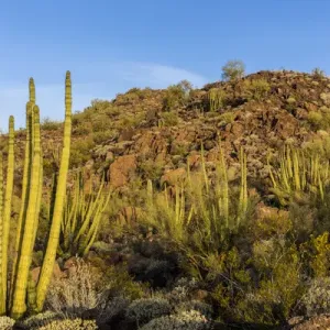 Organ Pipe cactus in Organ Pipe National Monument, Arizona, USA Organ Pipe cactus in Organ Pipe National Monument, Arizona, USA