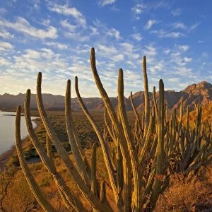 Organ Pipe cactus and the Sierra de la Giganta Range near Loreto Mexico