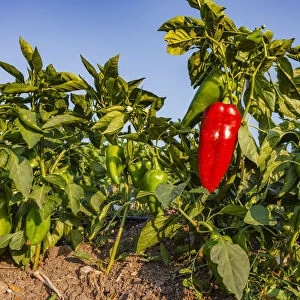 Organic red pepper farm, Marmara region, Turkey