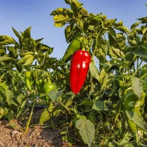 Organic red pepper farm, Marmara region, Turkey Organic red pepper farm, Marmara region, Turkey