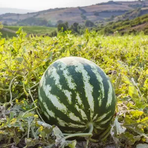 Organic Watermelon Farm Print Organic Watermelon Farm Print