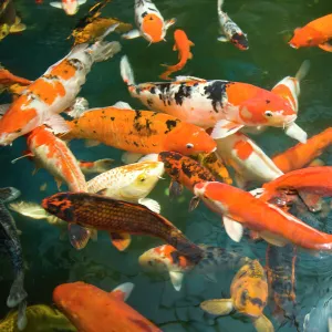 Ornament Koi or Common Carp (Cyprinus carpio), Shopping Mall Pond, Malacca, Historic Melaka