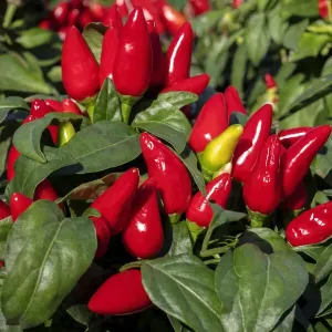 Ornamental Pepper Plant Print Ornamental Pepper Plant Print