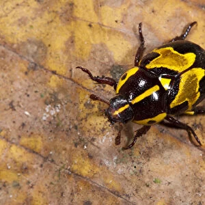 Ornate Beetle (Coleoptera), Yasuni National Park, Amazon Rainforest, ECUADOR