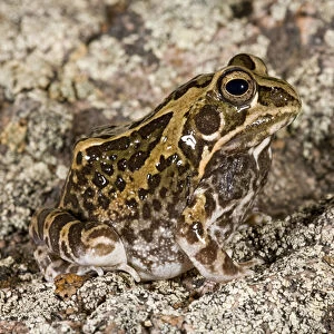 Ornate Frog Hildebrandtia ornata Native to South Africa