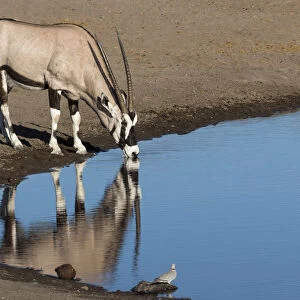 Oryx reflection in waterhole, Etosha National Park