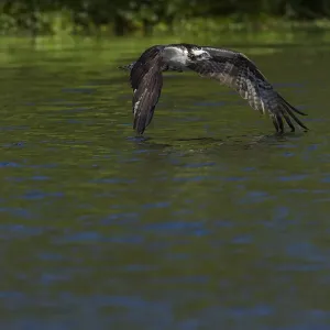 Osprey in-flight Print, Lake Woodruff NWR, Florida Osprey in-flight Print, Lake Woodruff NWR, Florida
