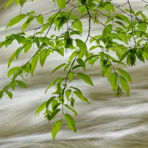 Overhanging maple tree branches in spring, Middle Prong, Great Smoky Mountains National Park