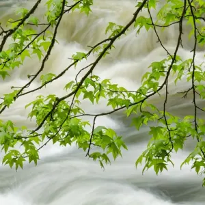 Overhanging maple tree branches in spring, Middle Prong, Great Smoky Mountains National Park