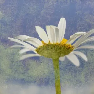 Oxeye Daisy composited with textured background