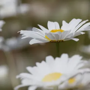 Oxeye Daisy, Leucanthemum vulgare, Louisville, Kentucky