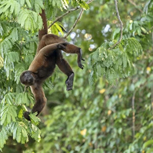 Pacaya Samiria Reserve, Peru. Brown woolly monkey (Humboldts woolly monkey) hanging