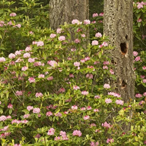 Pacific coast rhododendron, Rhodoendron macrophyllum, Florence, Oregon