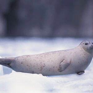 pacific harbor seal, Phoca vitulina richardsi Linnaeus, on ice, Northwestern Fjord