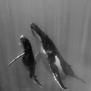 Pacific Islands, Kingdom of Tonga. Mother and Calf, Humpback Whales (Megaptera novaeangliae)