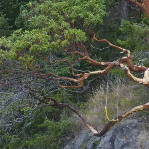 Pacific Madrona (Arbutus menziesii) Tree, Orcas Island, Washington, US