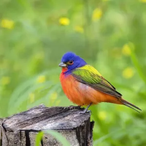 Painted Bunting (Passerina ciris) perched Painted Bunting (Passerina ciris) perched