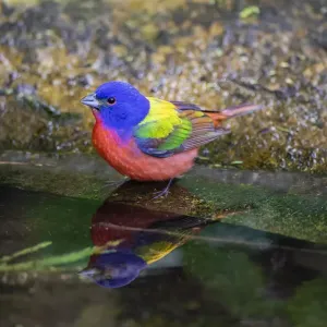 Painted Bunting (Passerina ciris) in spring Painted Bunting (Passerina ciris) in spring