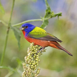 Painted Bunting (Passerina citria) adult male in breeding plumage, spring migration