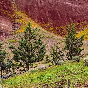 Painted Hills and golden bee plants
