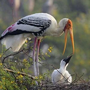 Painted Stork & youn one, Keoladeo National Park, India