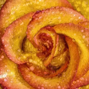 Painting effect on raindrops on yellow and red rose