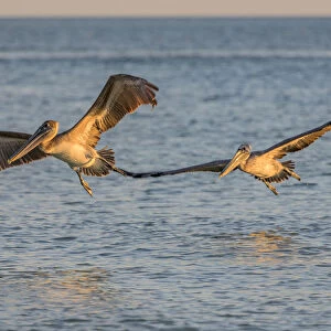 Pair of brown pelicans in flight along Sanibel Island in Florida, USA