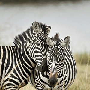 Pair of Burchellas Zebras nuzzling up to each other, Masai Mara, Kenya, Africa, Equus