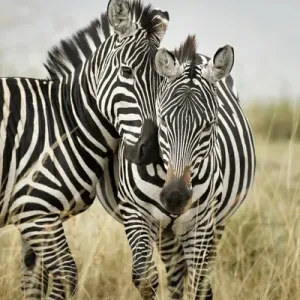 Pair of Burchell's Zebras Print Pair of Burchell's Zebras Print