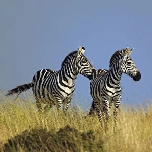 Pair of Burchells Zebras on grassy ridge, Masai Mara, Kenya. Equus burchellii