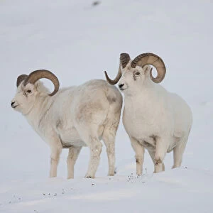 A pair of dall sheep rams survey each other during the fall mating season or rut"