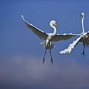 Pair of Great Egrets in breeding plumage fighting over nesting area, Casmerodius albus