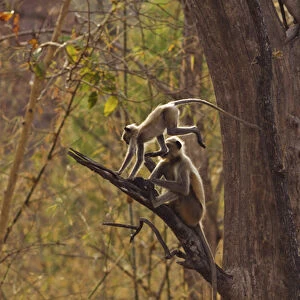 Pair of Hanuman Langoor, Tadoba Andheri Tiger Reserve, India