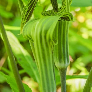 Pair of Jack in the Pulpit plants (Arisaema triphyllum) in a garden bed
