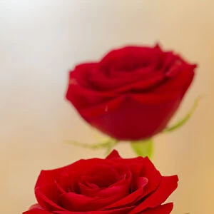 Pair of red roses