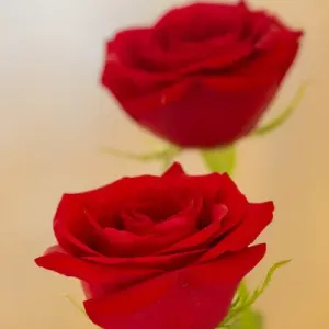Red Rose Print - Pair of Red Roses in a Floral Still Life Red Rose Print - Pair of Red Roses in a Floral Still Life