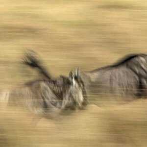 Pair of running Wildebeests in motion with slow exposure effect, Masai Mara, Kenya