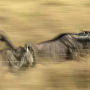 Pair of running Wildebeests in motion with slow exposure effect, Masai Mara, Kenya Pair of running Wildebeests in motion with slow exposure effect, Masai Mara, Kenya