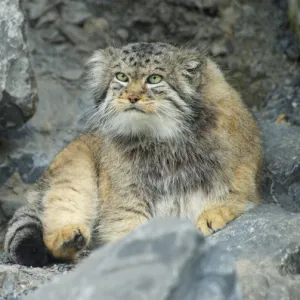 Pallass Cat, Manul (Otocolobus manul or Felis manul), Asia