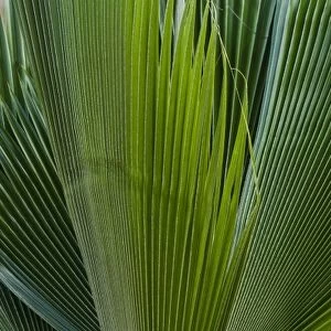 Palm frond on La Digue Island