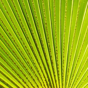Palm frond in Na `Aina Kai Botanical Gardens & Sculpture Park, Kauai, Hawaii Palm frond in Na `Aina Kai Botanical Gardens & Sculpture Park, Kauai, Hawaii