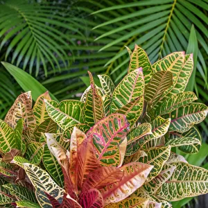 Palm fronds and Croton plants